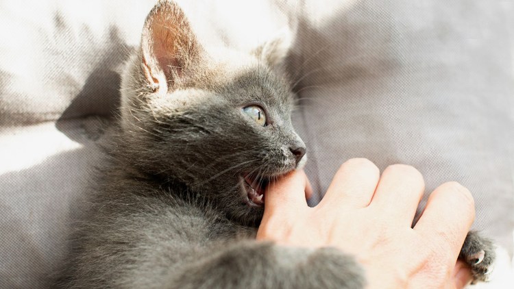 Кот кусает руку