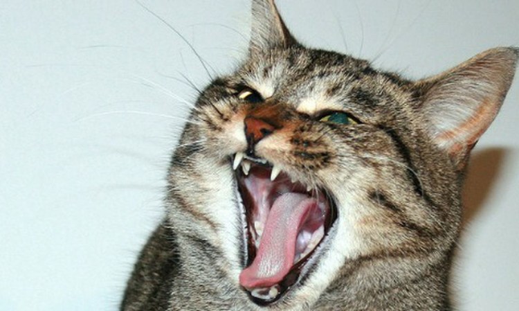 Кошки серьезные кусают