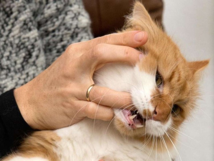 Кот которого ужалила Оса