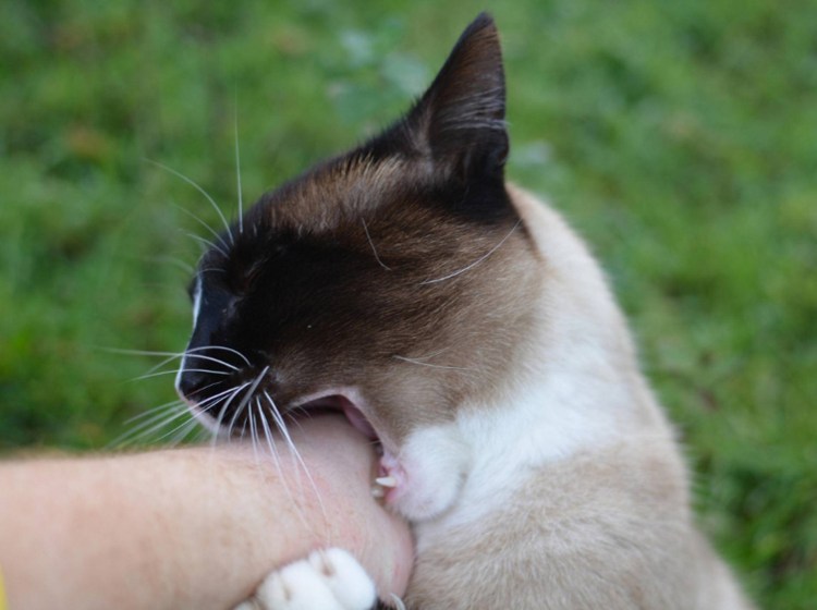 Кусачий кот