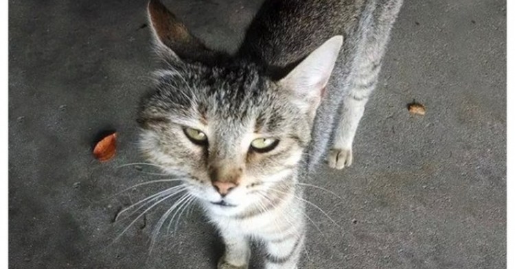 Кусачая кошка