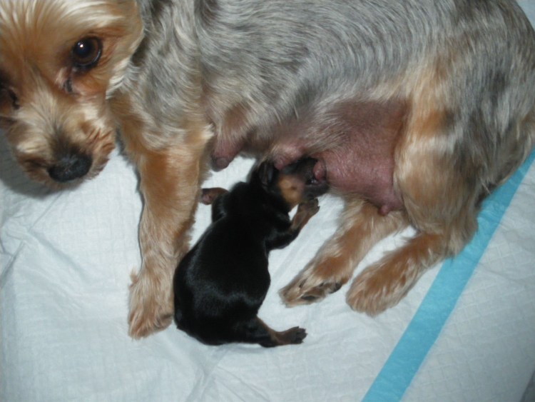 Щенки йоркширского терьера Новорожденные