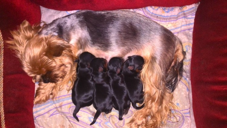 Щенки Йорка 1 день после рождения