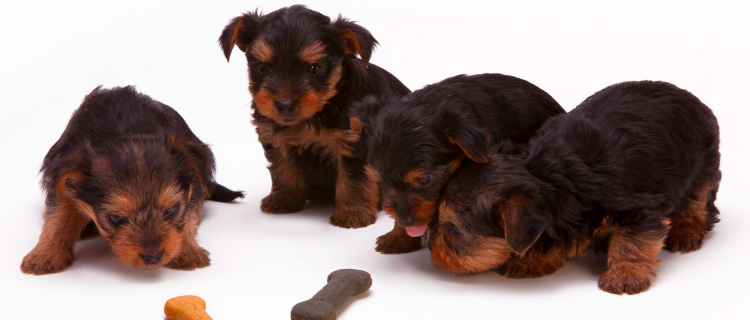 Календарь беременности собаки по дням