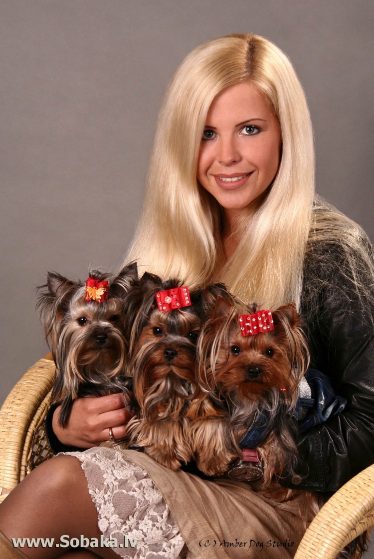 Беременная собака той терьер