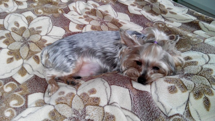 Беременная Йоркширский терьер