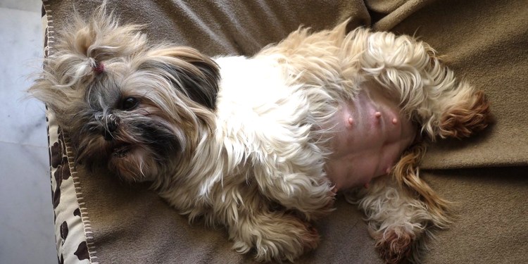 Влажная щенность у собак