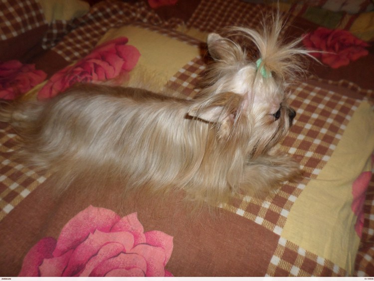 Самка собаки