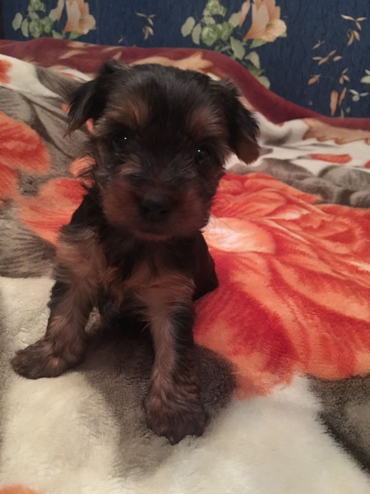 Йоркширский терьер с хозяйкой