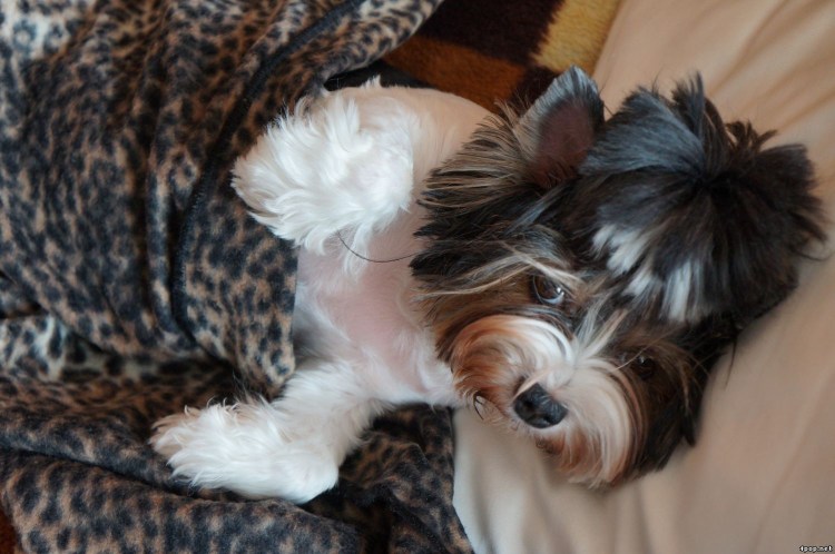 Чихуахуа щенки новорождённые