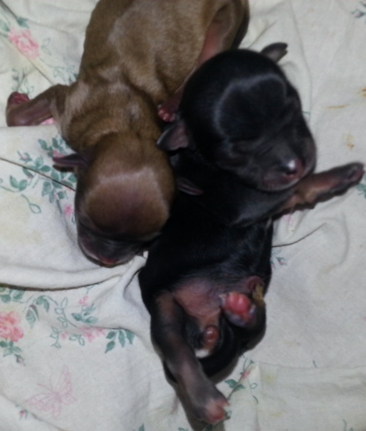 Бивер-Йоркширский терьер рыжий