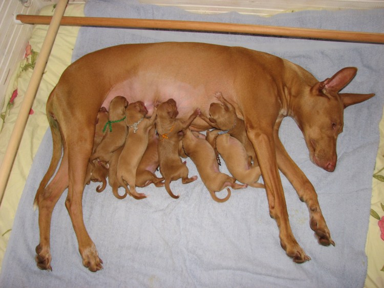 Течка у кокер спаниеля первая