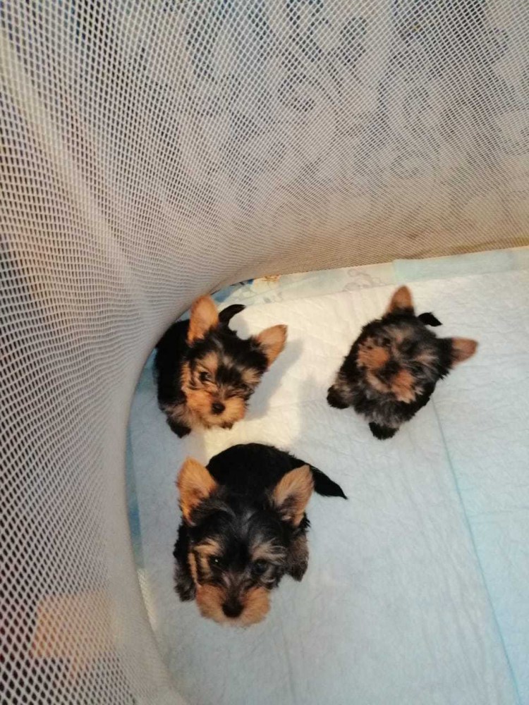 Йорк этапы развития