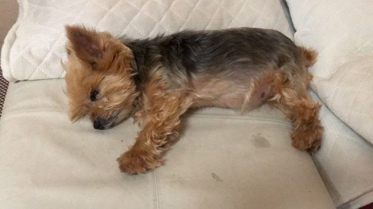 Йоркширский терьер живот