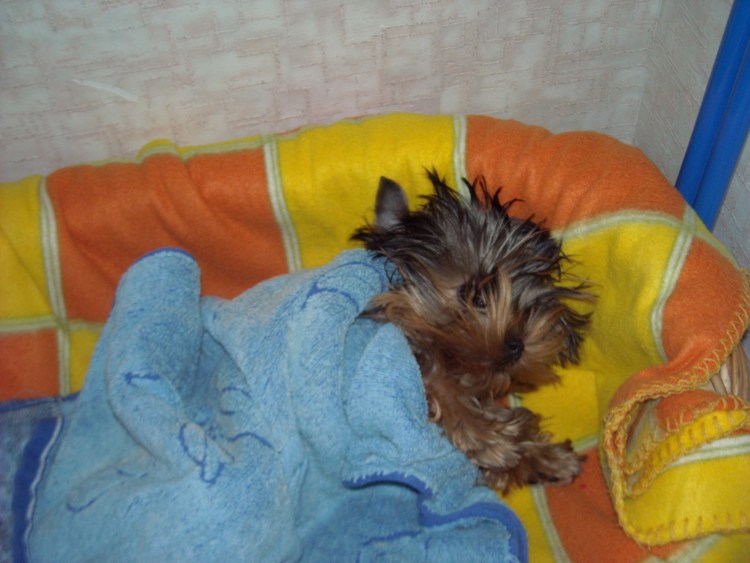 Беременный Йоркширский терьер