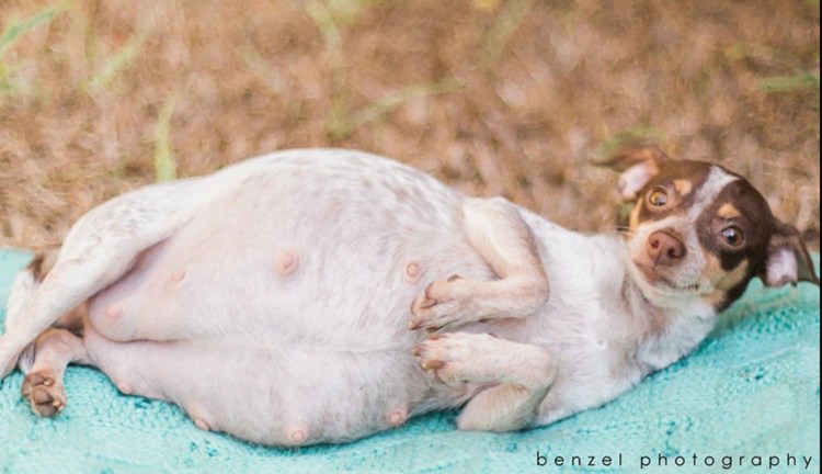 Беременность ротвейлера