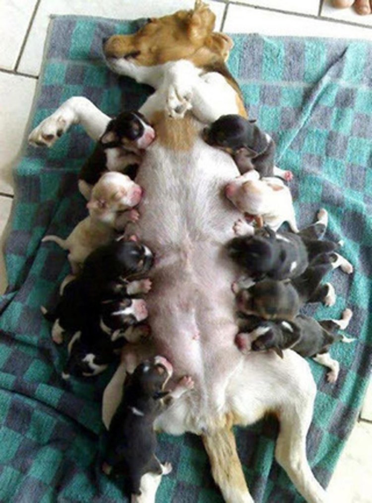 Йоркширский терьер