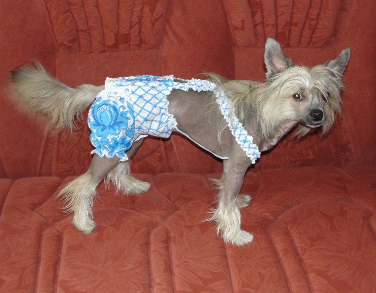 Новорожденные щенята собаки Бигль