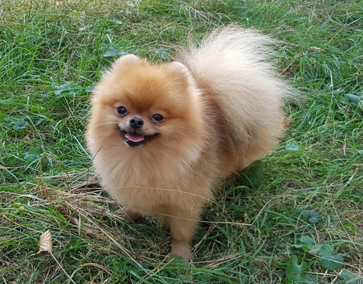 Кавалер Кинг Чарльз спаниель