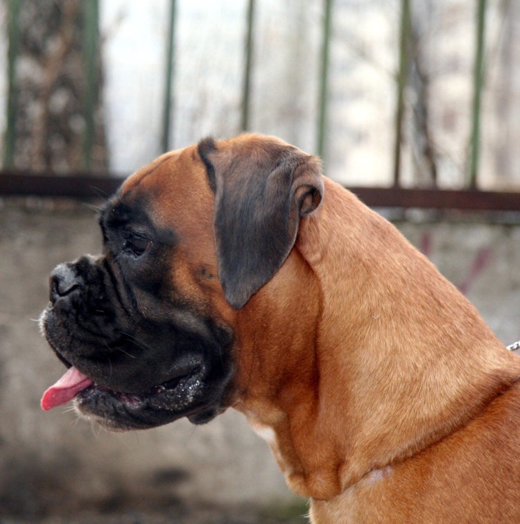 Порода собак кавалер Кинг Чарльз спаниель