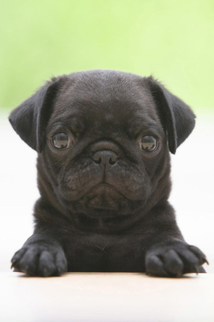 Афганская борзая овчарка