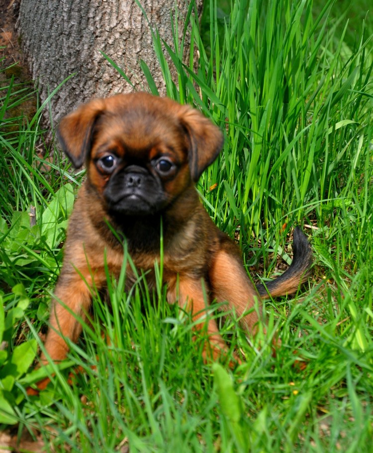 Карликовый кокер спаниель