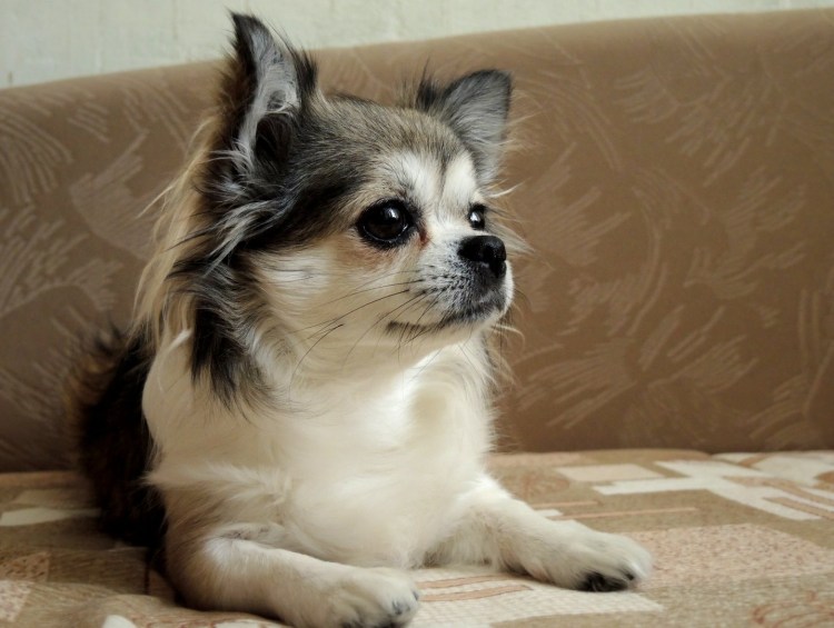 Чихуахуа Пуппи