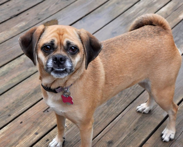 Брюссельский гриффон Пти брабансон