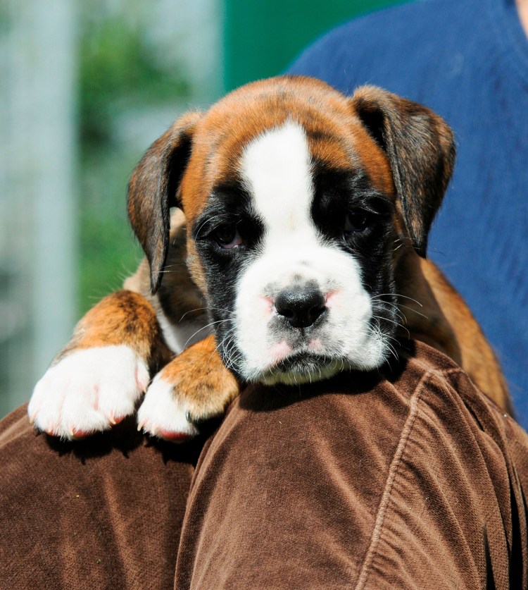 Кингс чаральс спаниэль