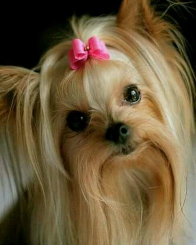 Собаки маленьких пород Пекинес щенок