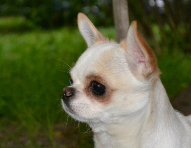 Бишон фризе и шпиц