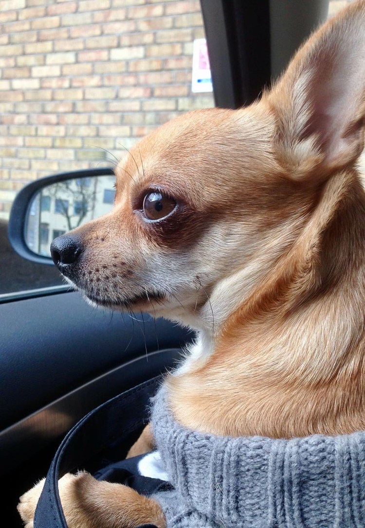 Брюссельский гриффон