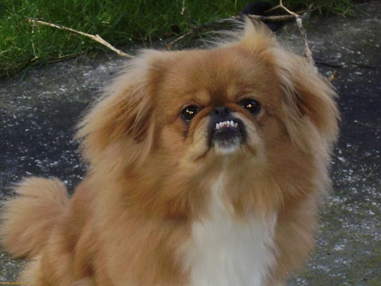 Курносая собака