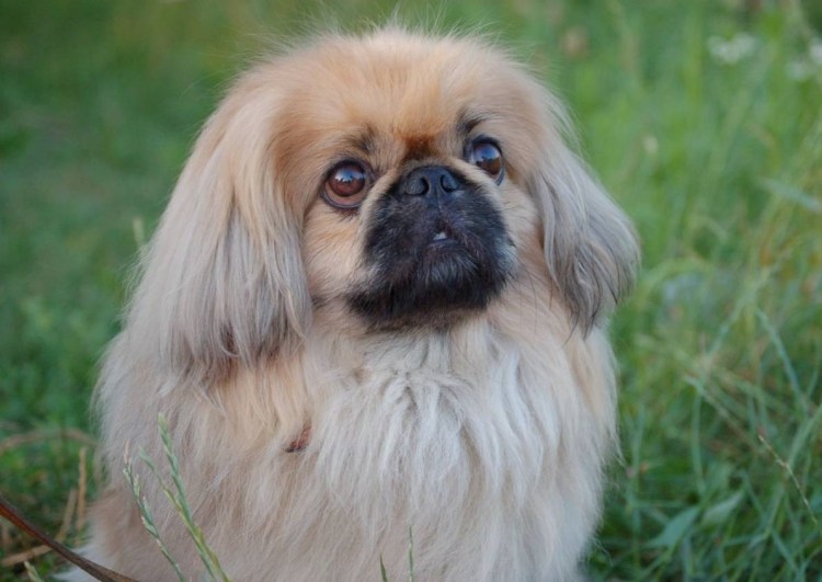 Породы собак Пекинес рыжая