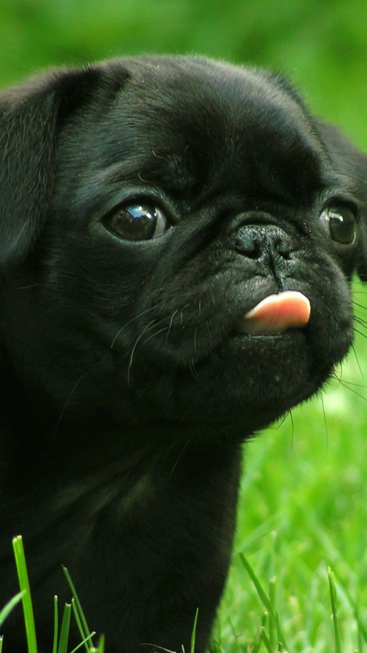 Порода собак чихуахуа