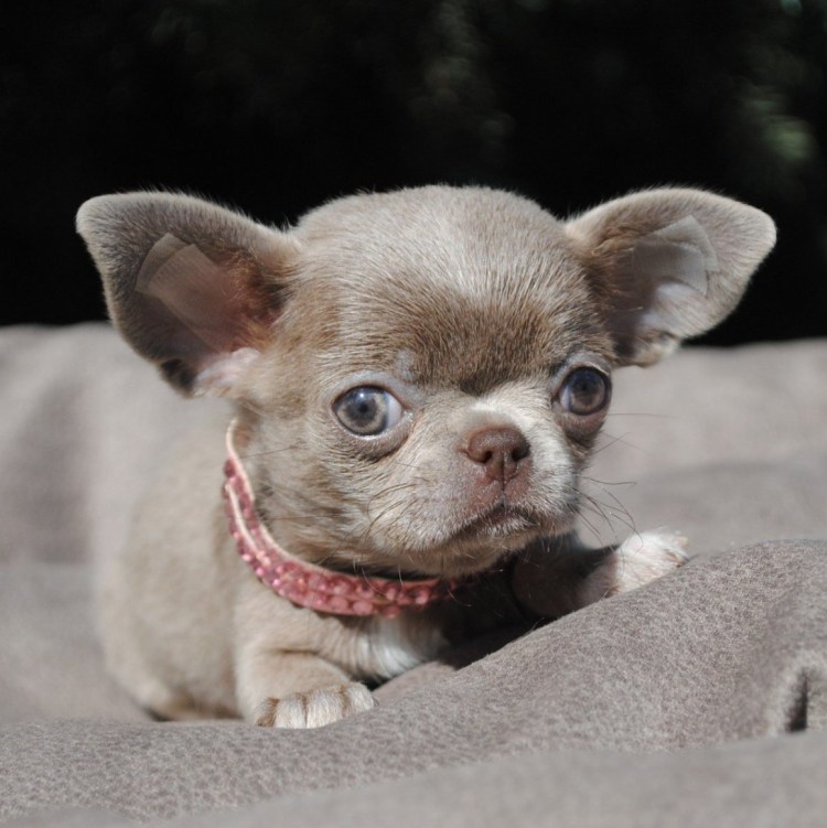 Чихуахуа длинношерстные Коби