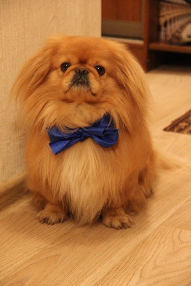 Чихуа оранж