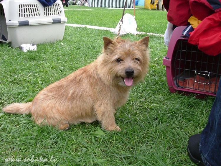 Курт Рассел терьер