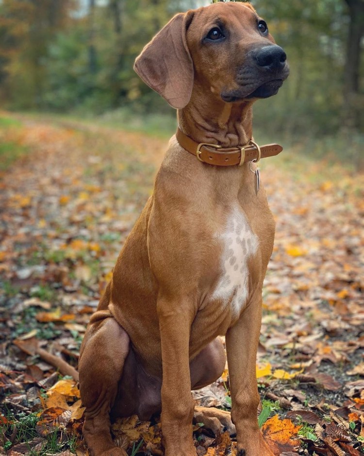 Терьер Джек Рассел терьер