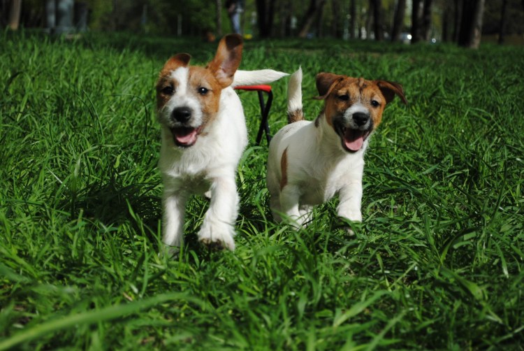 Собака Джек Рассел терьер