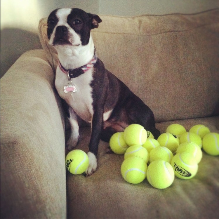 Тайский риджбек