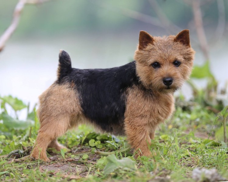 Порода собак Родезийский риджбек