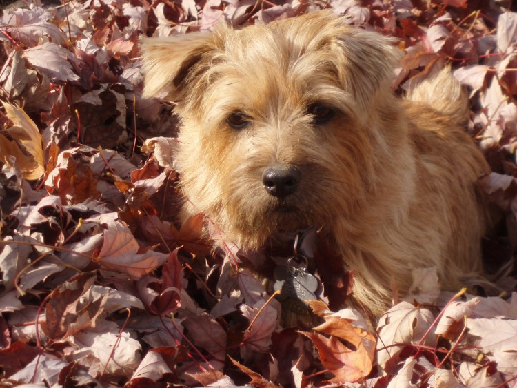 Тайский риджбек