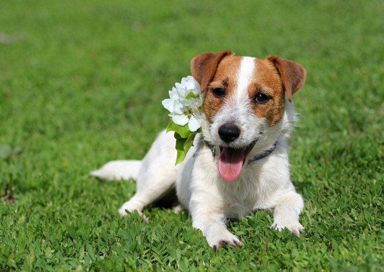 Кельн терьер