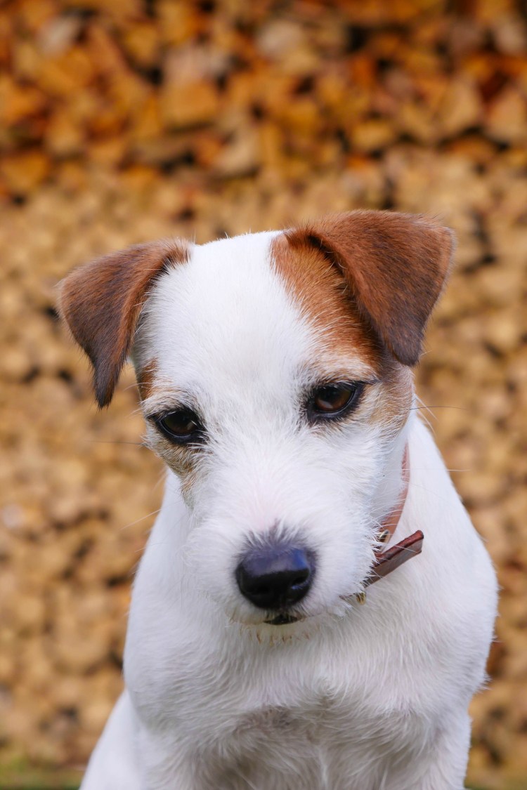 Порода собак Ризеншнауцер