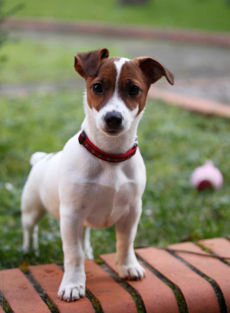 Джек-Рассел-терьер Майло