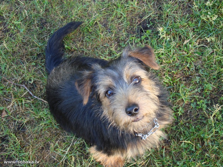 Йоркширский терьер с длинным носом