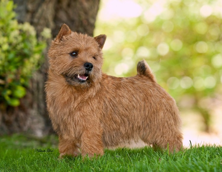 Порода Джек Рассел терьер