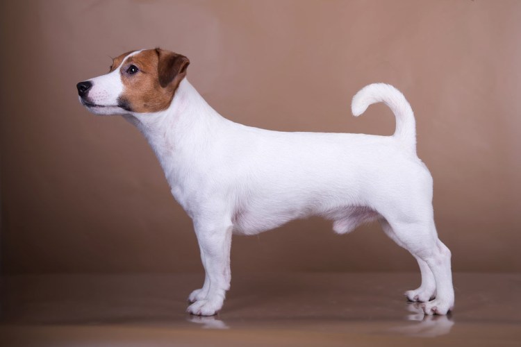 Риджбек Родезийский о породе