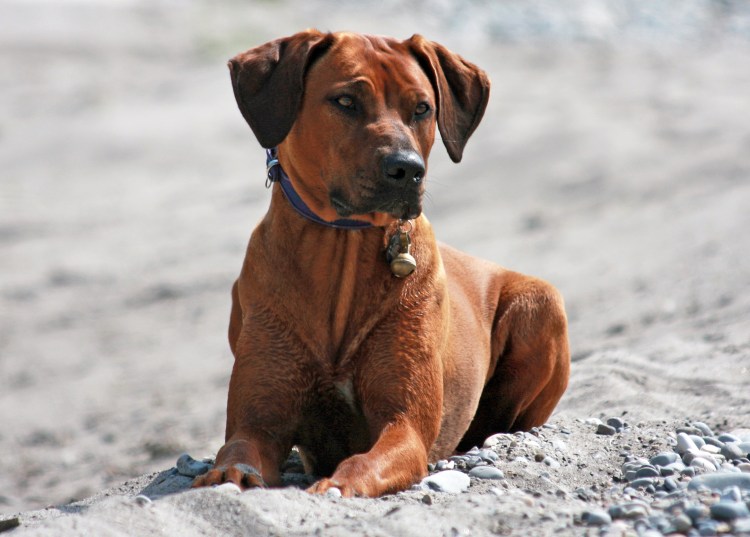 Тайский риджбек